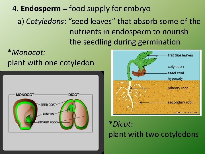 4. Endosperm = food supply for embryo a) Cotyledons: “seed leaves” that absorb some