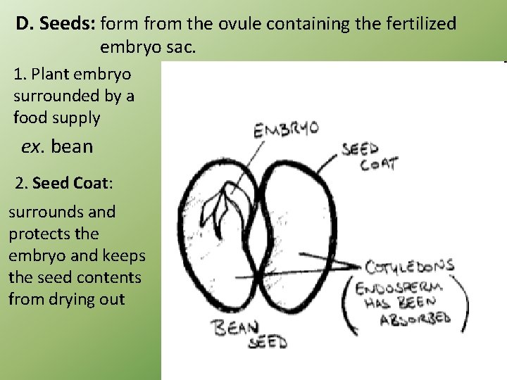 D. Seeds: form from the ovule containing the fertilized embryo sac. 1. Plant embryo