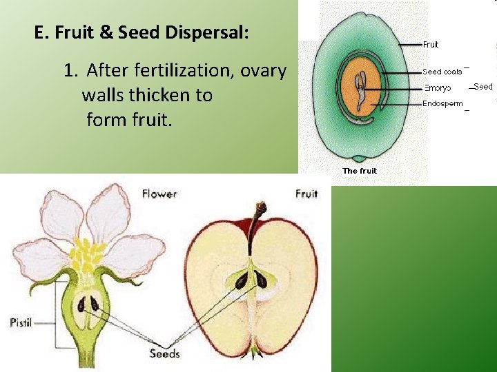E. Fruit & Seed Dispersal: 1. After fertilization, ovary walls thicken to form fruit.