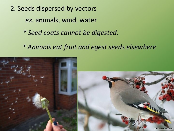 2. Seeds dispersed by vectors ex. animals, wind, water * Seed coats cannot be