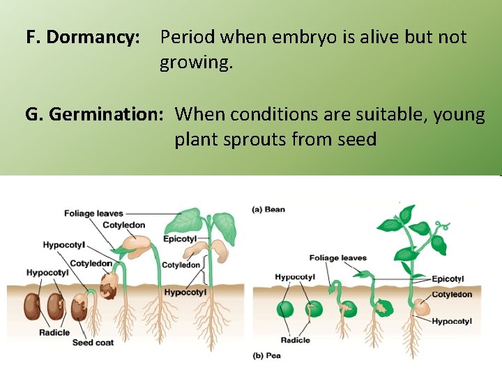 F. Dormancy: Period when embryo is alive but not growing. G. Germination: When conditions