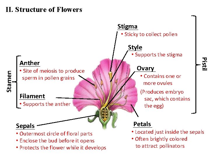 II. Structure of Flowers Stigma • Sticky to collect pollen Style Stamen Anther •