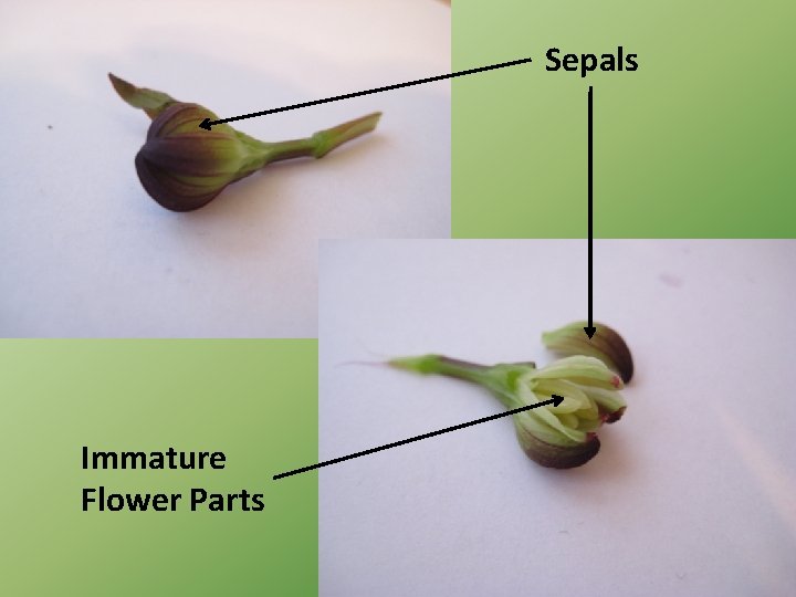 Sepals Immature Flower Parts 