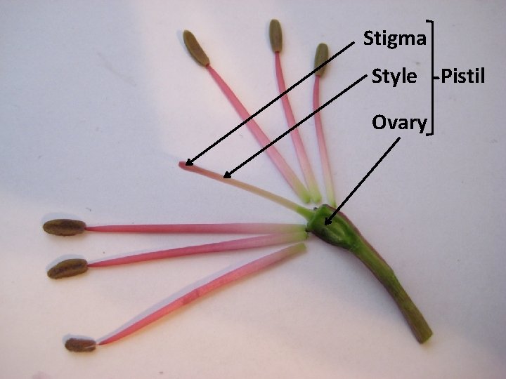 Stigma Style Ovary Pistil 