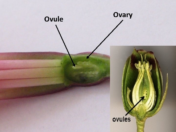 Ovule Ovary 