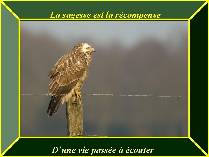 La sagesse est la récompense D’une vie passée à écouter 