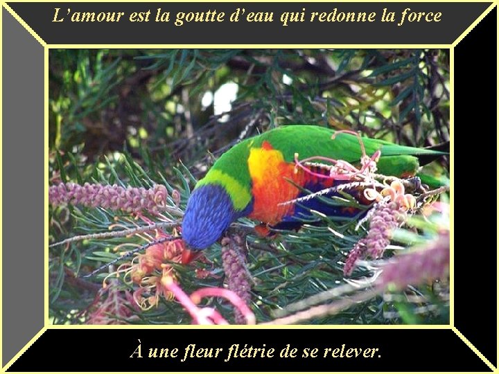 L’amour est la goutte d’eau qui redonne la force À une fleur flétrie de