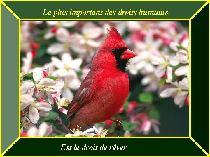 Le plus important des droits humains, Est le droit de rêver. Le plus important des droits humains, Est le droit de rêver.