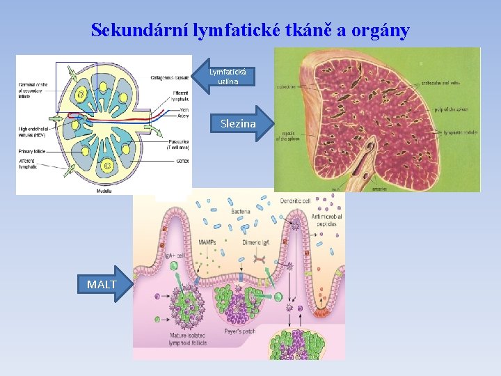 Sekundární lymfatické tkáně a orgány Lymfatická uzlina Slezina MALT 