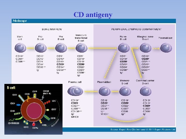 CD antigeny 