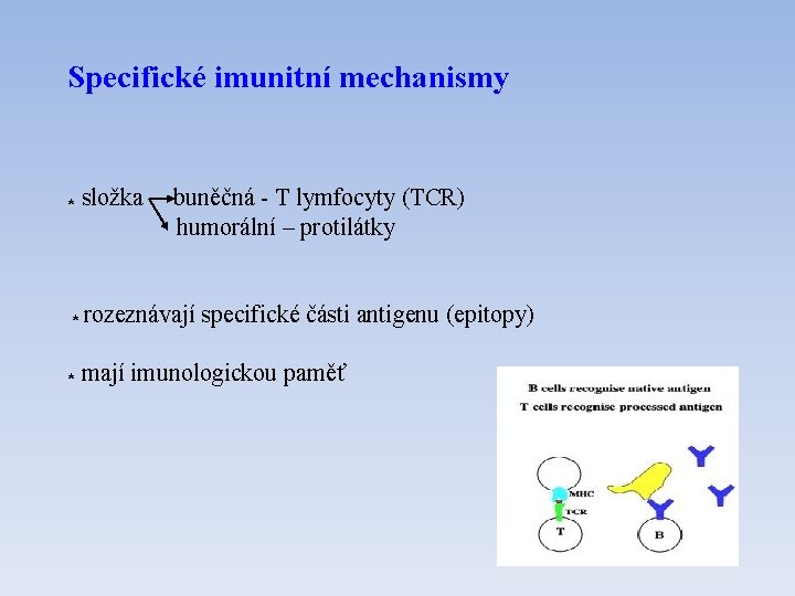 Specifické imunitní mechanismy * složka buněčná - T lymfocyty (TCR) humorální – protilátky *