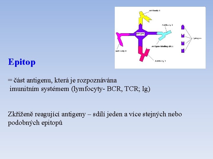 Epitop = část antigenu, která je rozpoznávána imunitním systémem (lymfocyty- BCR, TCR; Ig) Zkříženě