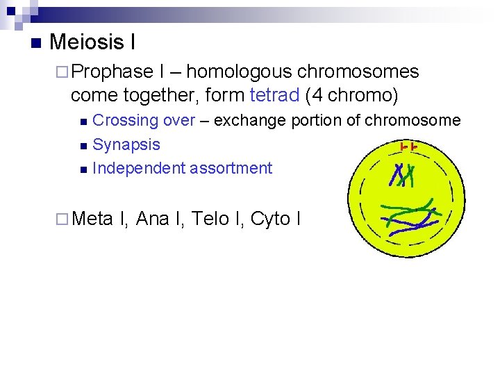 n Meiosis I ¨ Prophase I – homologous chromosomes come together, form tetrad (4
