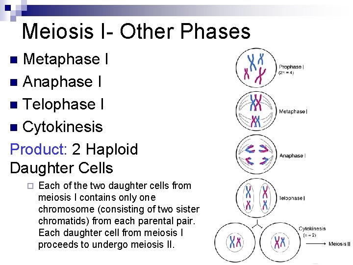 Meiosis I- Other Phases Metaphase I n Anaphase I n Telophase I n Cytokinesis
