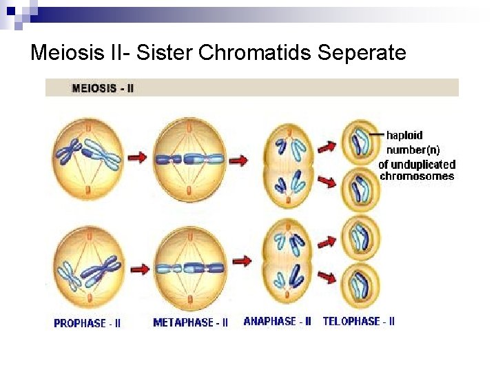 Meiosis II- Sister Chromatids Seperate 