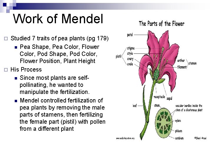 Work of Mendel Studied 7 traits of pea plants (pg 179) n Pea Shape,