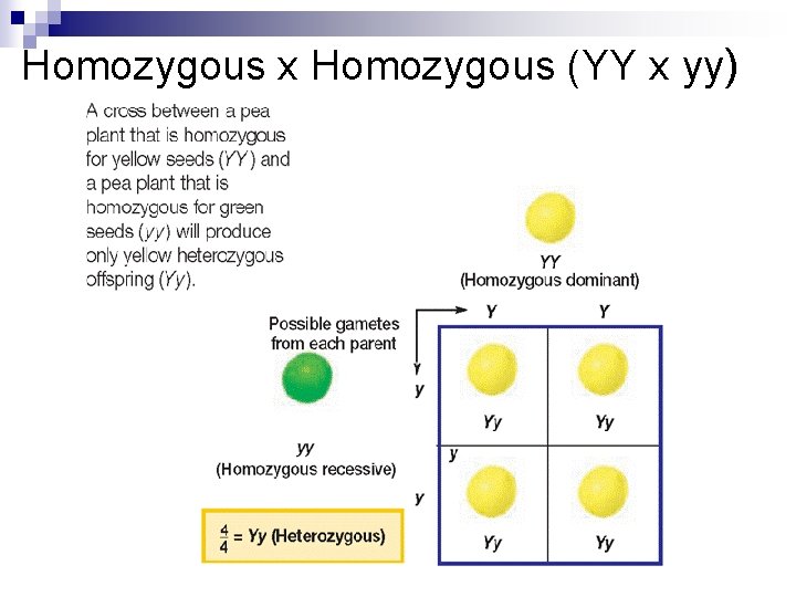 Homozygous x Homozygous (YY x yy) 