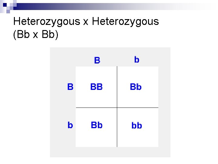 Heterozygous x Heterozygous (Bb x Bb) 