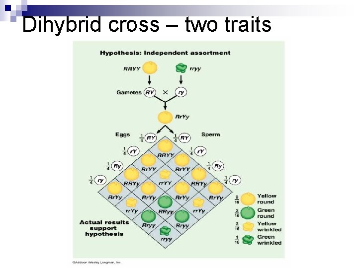 Dihybrid cross – two traits 