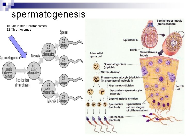 spermatogenesis 46 Duplicated Chromosomes 92 Chromosomes 