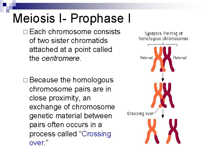 Meiosis I- Prophase I ¨ Each chromosome consists of two sister chromatids attached at