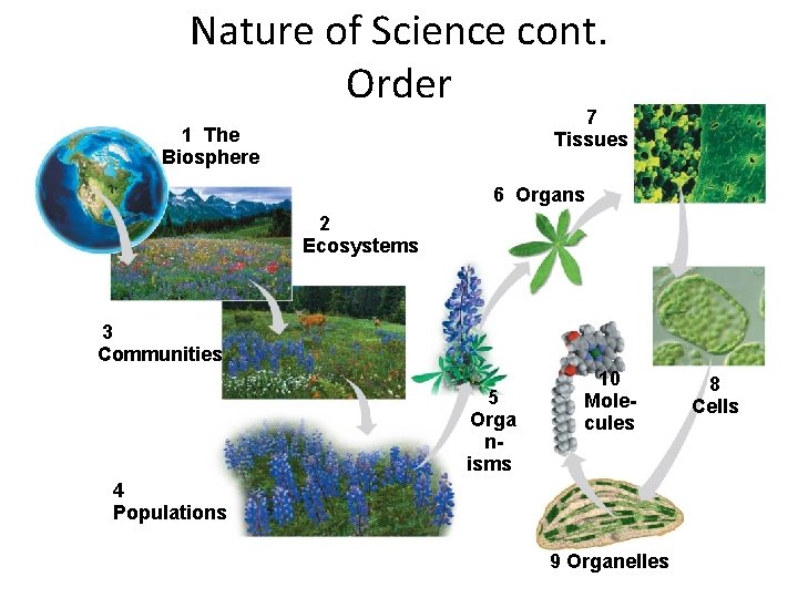 Nature of Science cont. Order 7 Tissues 1 The Biosphere 6 Organs 2 Ecosystems Nature of Science cont. Order 7 Tissues 1 The Biosphere 6 Organs 2 Ecosystems
