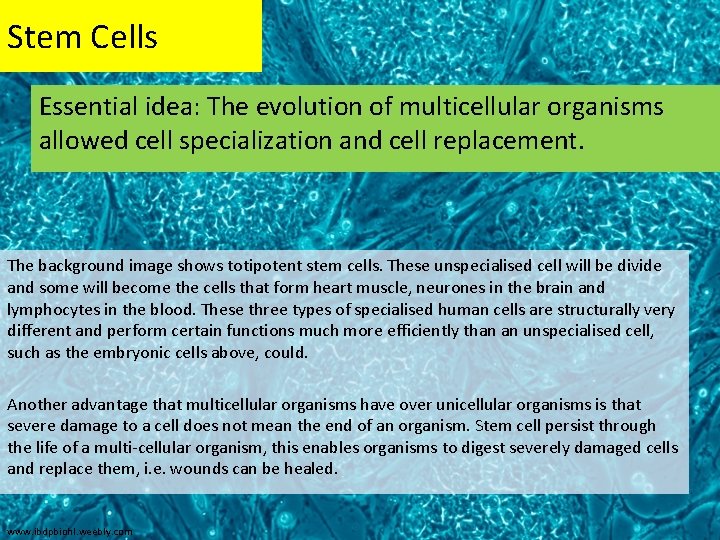 Stem Cells Essential idea: The evolution of multicellular organisms allowed cell specialization and cell