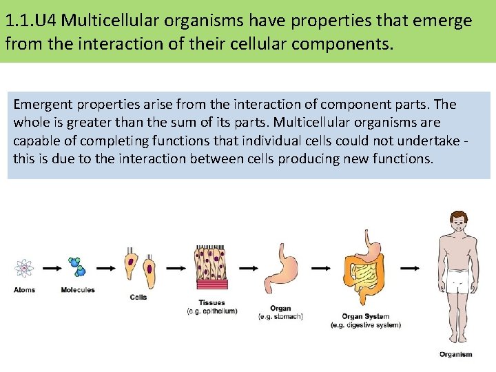 1. 1. U 4 Multicellular organisms have properties that emerge from the interaction of