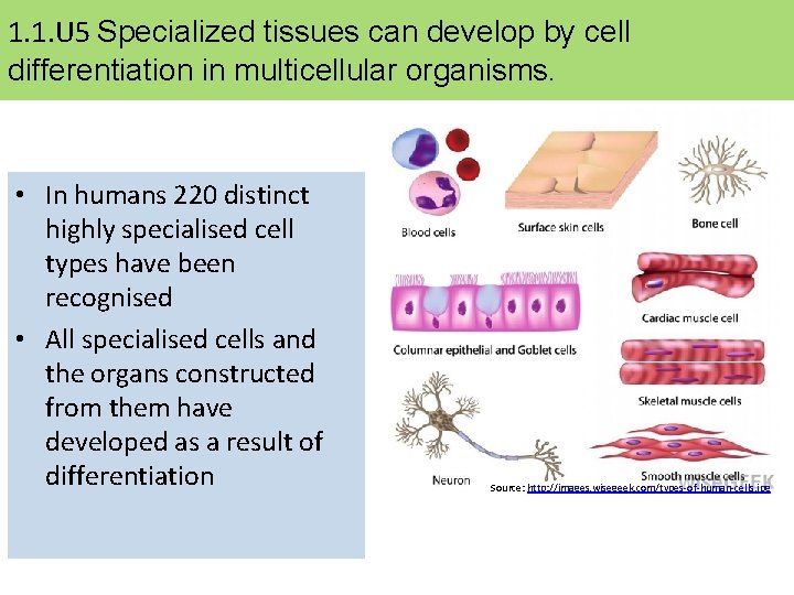 1. 1. U 5 Specialized tissues can develop by cell differentiation in multicellular organisms.