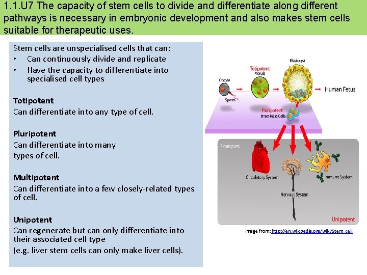 1. 1. U 7 The capacity of stem cells to divide and differentiate along