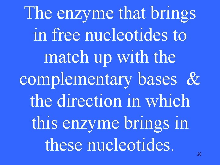 The enzyme that brings in free nucleotides to match up with the complementary bases