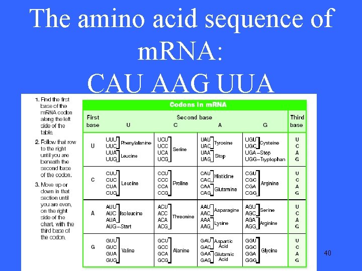 The amino acid sequence of m. RNA: CAU AAG UUA 40 