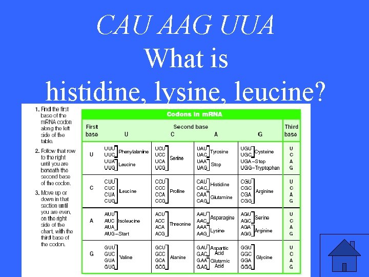CAU AAG UUA What is histidine, lysine, leucine? 41 