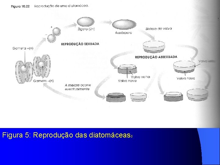 Figura 5: Reprodução das diatomáceass 