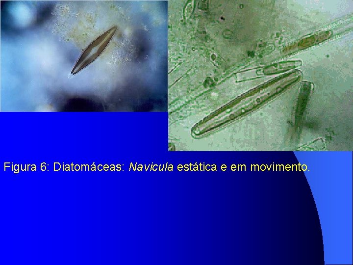 Figura 6: Diatomáceas: Navicula estática e em movimento. 