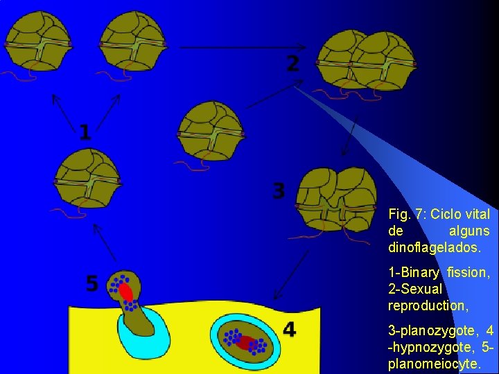 Fig. 7: Ciclo vital de alguns dinoflagelados. 1 -Binary fission, 2 -Sexual reproduction, 3