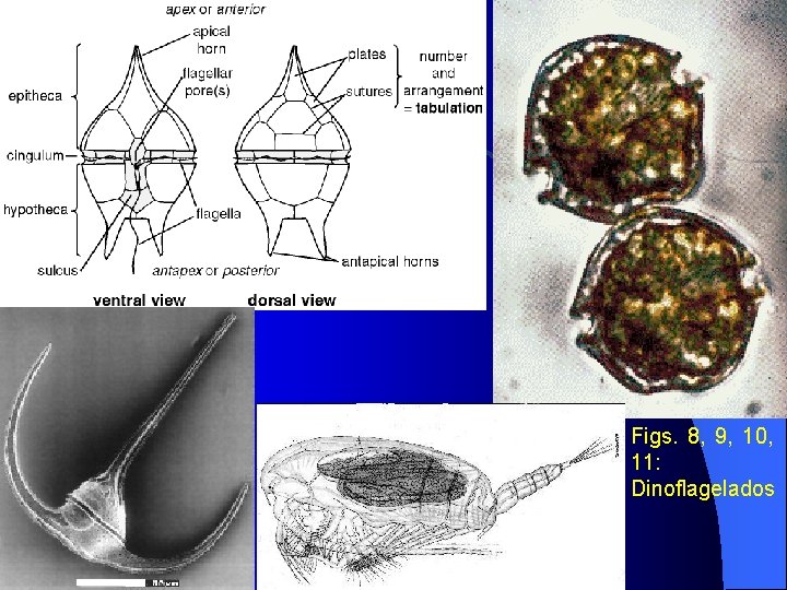 Figs. 8, 9, 10, 11: Dinoflagelados 