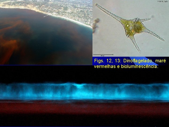 Figs. 12, 13: Dinoflagelado, maré vermelhas e bioluminescência. 