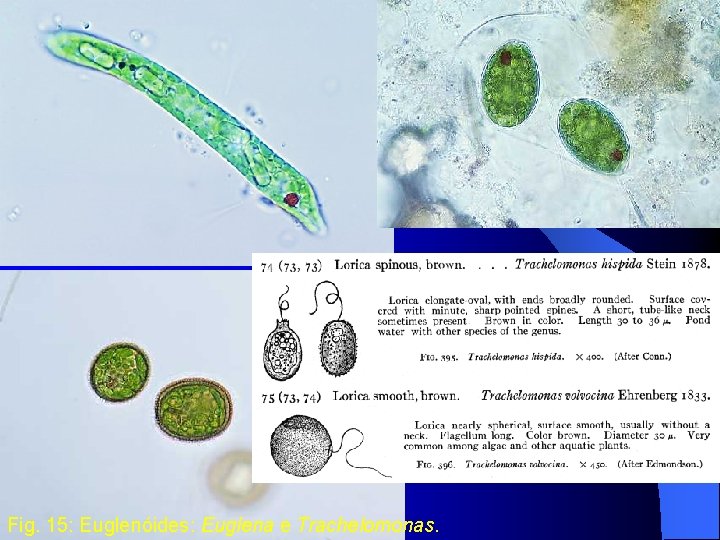 Fig. 15: Euglenóides: Euglena e Trachelomonas. 