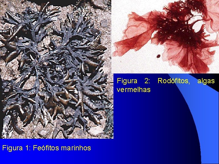 Figura 2: Rodófitos, algas vermelhas Figura 1: Feófitos marinhos 