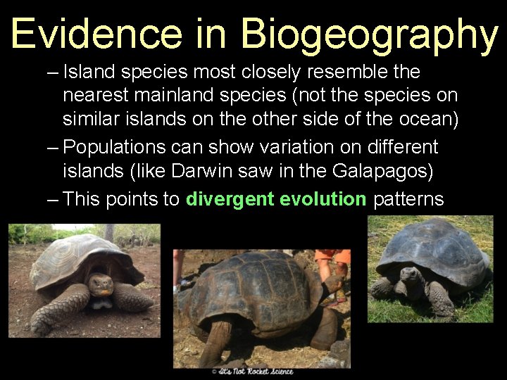 Evidence in Biogeography – Island species most closely resemble the nearest mainland species (not