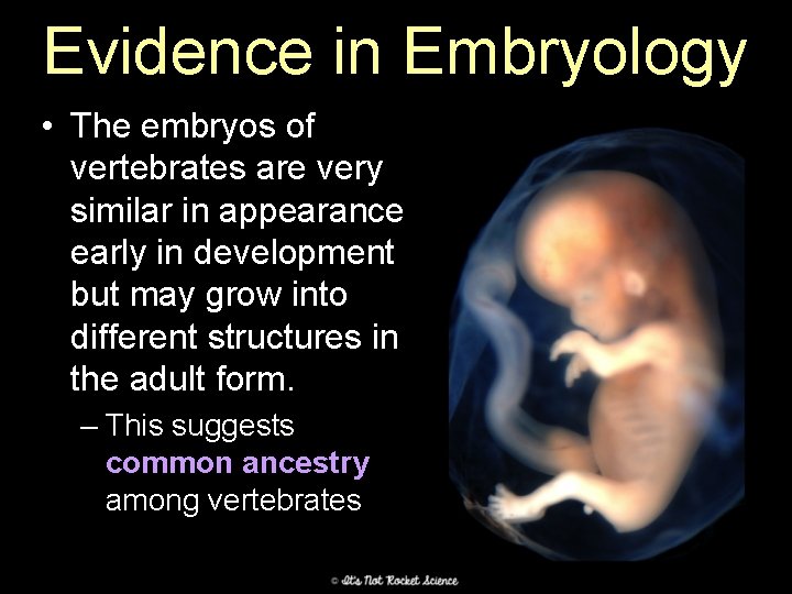 Evidence in Embryology • The embryos of vertebrates are very similar in appearance early
