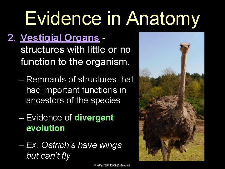 Evidence in Anatomy 2. Vestigial Organs structures with little or no function to the