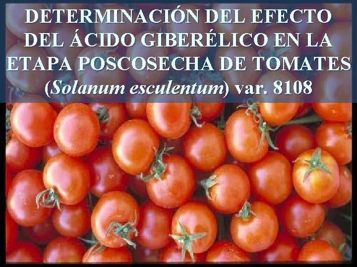 DETERMINACIÓN DEL EFECTO DEL ÁCIDO GIBERÉLICO EN LA ETAPA POSCOSECHA DE TOMATES (Solanum esculentum)