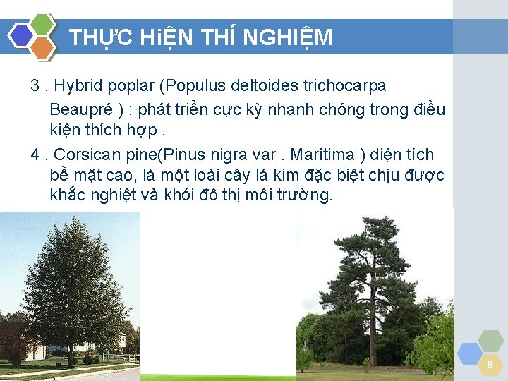 THỰC HiỆN THÍ NGHIỆM 3. Hybrid poplar (Populus deltoides trichocarpa Beaupré ) : phát