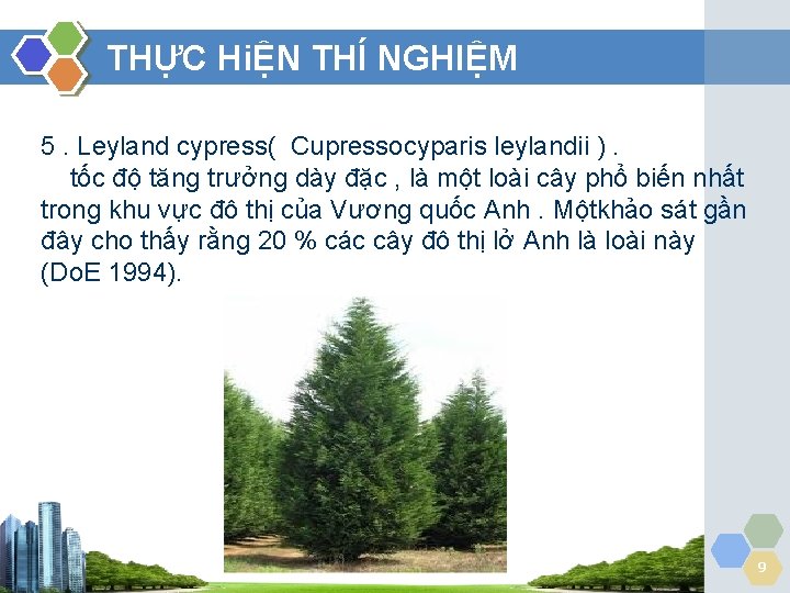 THỰC HiỆN THÍ NGHIỆM 5. Leyland cypress( Cupressocyparis leylandii ). tốc độ tăng trưởng