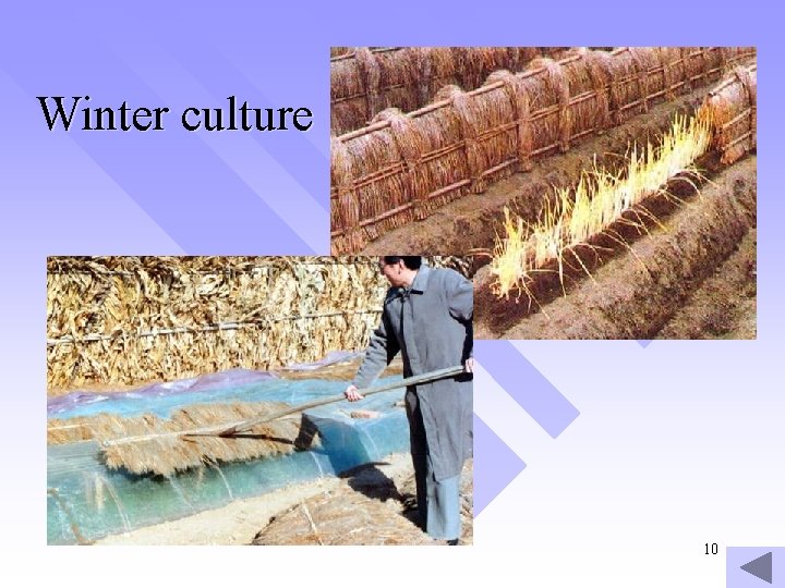 Winter culture 10 