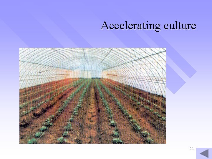 Accelerating culture 11 