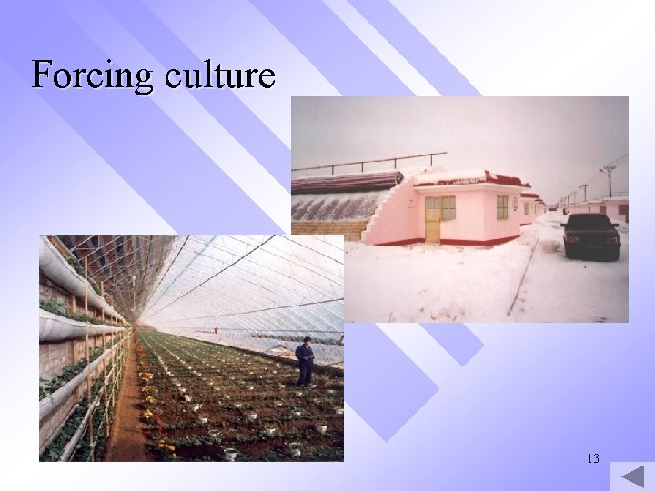 Forcing culture 13 