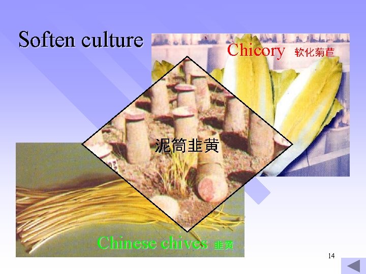 Soften culture Chicory 软化菊苣 泥筒韭黄 Chinese chives 韭黄 14 